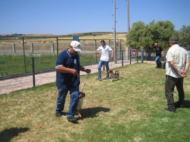 17th National Breed Show